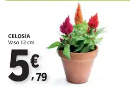 E.Leclerc CELOSIA promoção