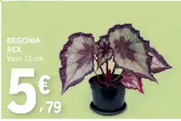 E.Leclerc BEGONIA REX promoção