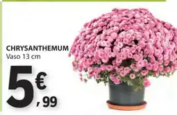 E.Leclerc CHRYSANTHEMUM promoção