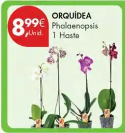Pingo Doce Orquídea Phalaenopsis 1 Haste promoção