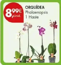Pingo Doce ORQUÍDEA Phalaenopsis promoção