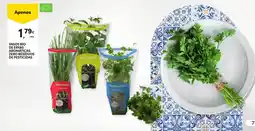 Vasos bio de ervas aromáticas zero resíduos de pesticidas