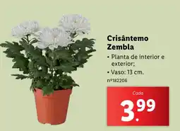 Lidl Crisântemo Zembla promoção