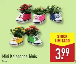 ALDI Mini Kalanchoe Ténis Vaso promoção
