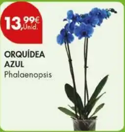 Pingo Doce Orquídea azul Phalaenopsis promoção