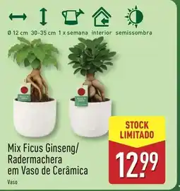 ALDI Mix - ficus ginseng/ radermachera em vaso de ceramica promoção