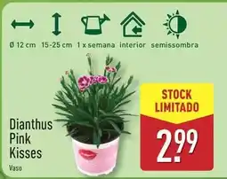 ALDI Dianthus pink kisses promoção