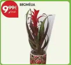 Pingo Doce Bromélia promoção