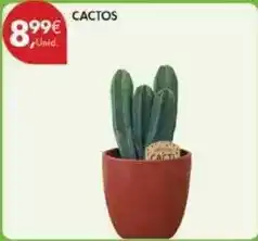 Pingo Doce Cactos promoção