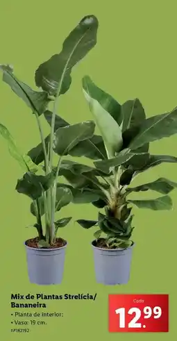 Lidl Mix - de plantas streicia/bananeria promoção