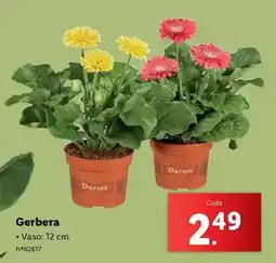 Lidl Gerbera promoção