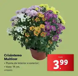 Lidl Planta - cristantemo multicor promoção