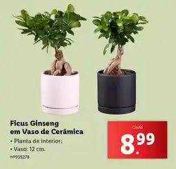 Lidl Planta - ficus ginseng em vaso de ceramica promoção