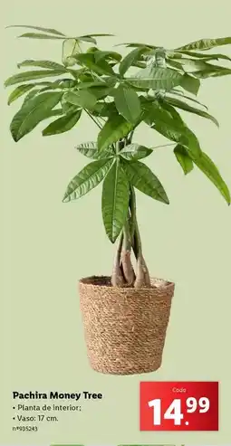 Lidl Planta - pachira money tree promoção