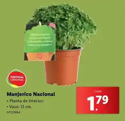 Lidl Portugal - manjerico nacional promoção
