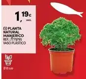 Continente Planta - natural manjerico promoção