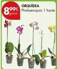 Orquidea