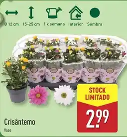 Crisantemo