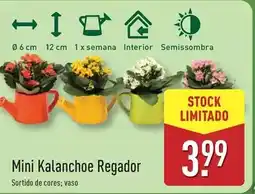 ALDI Mini - kalanchoe regador promoção