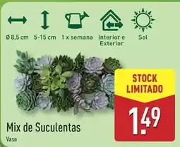 ALDI Sol - mix de suculentas promoção