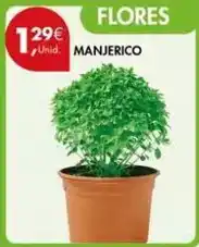 Pingo Doce Manjerico promoção
