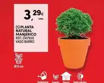 Continente Planta - natural promoção