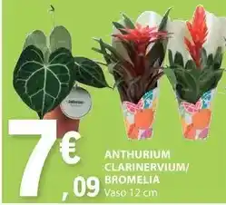 E.Leclerc Anthurium clarinervium/ bromelia promoção