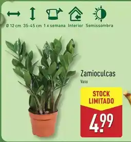 ALDI Zamioculcas promoção