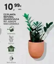 Continente Planta - natural promoção
