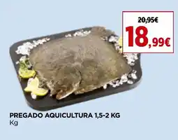 Pregado aquicultura 1,5-2 kg