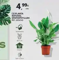 Continente Planta - natural spathiphyllum promoção