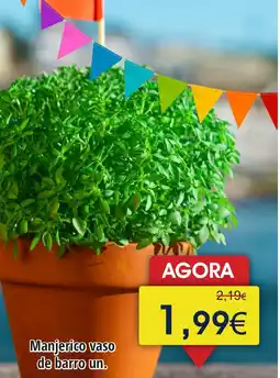 Froiz Manjerico vaso de barro un. promoção