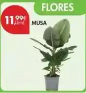 Pingo Doce Musa - flores promoção