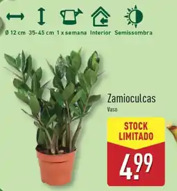 ALDI Zamioculcas Vaso promoção