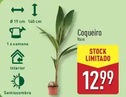 ALDI Coqueiro Vaso promoção