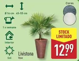 ALDI Livistona Vaso promoção