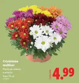 Lidl Planta - crisantemo multicor promoção