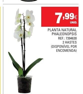 Continente Planta Natural Phaleonopsis promoção