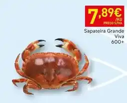 Recheio Sapateira grande viva promoção