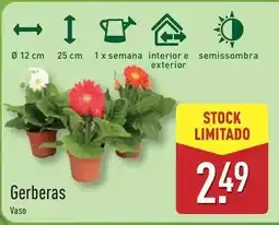 ALDI Gerberas vaso promoção