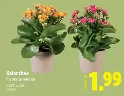 Lidl Planta - de interior vaso 12 cm promoção