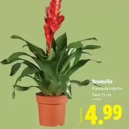 Lidl Planta - de interior vaso promoção