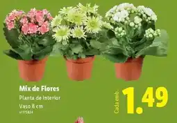 Lidl Mix - de flores promoção