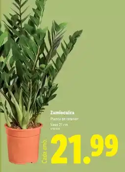 Lidl Planta - de monitor vaso 21 cm promoção