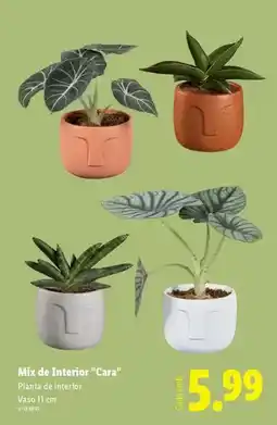 Lidl Mix - mis de interior promoção