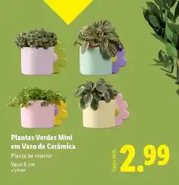 Lidl Planta - s verdes mini em vaso de ceramica promoção