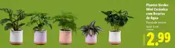 Lidl Planta - plantes verdes mini ceramica con reserva de joha promoção