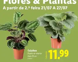 Lidl A+ - planta de interior promoção