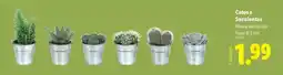 Lidl Planta - catobe stacionitas promoção