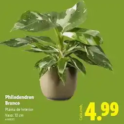 Lidl Planta - branco promoção